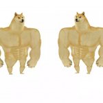 Swole Doge vs. Swole Doge meme