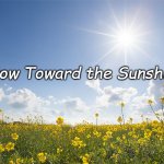 Sunshine | Grow Toward the Sunshine | image tagged in sunshine,flowers,happiness | made w/ Imgflip meme maker