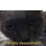 Cat of high disappointment meme