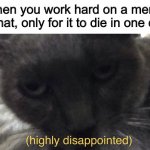 Pay attention to me! | When you work hard on a meme format, only for it to die in one day. | image tagged in cat of high disappointment | made w/ Imgflip meme maker