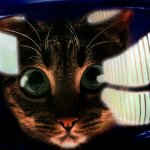 2001 A Space Odyssey Cat