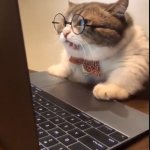 old cat with glasses computer