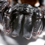 spider funnel web