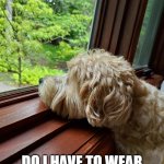 Obey....or not. | I WONDER... DO I HAVE TO WEAR A MASK TO GO OUTSIDE? | image tagged in sad dog | made w/ Imgflip meme maker