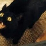Black cat yellow eyes blurred