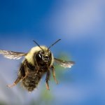 Bumblebee in flight meme