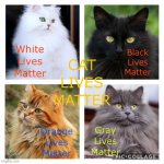 Cat Lives Matter | image tagged in cat lives matter | made w/ Imgflip meme maker