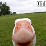 Oh Hi Duck