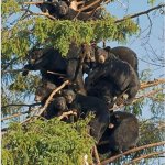 Bears in tree