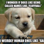 Cute puppy dog names | I WONDER IF DOGS LIKE BEING CALLED NAMES LIKE “FLUFFBALL”; OR WEIRDLY HUMAN ONES LIKE “GARY” | image tagged in dog,puppy,fluffy,names,cute,adorable | made w/ Imgflip meme maker