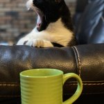 Coffee cat | I NEED ANOTHER CUP; NOW! | image tagged in coffee cat | made w/ Imgflip meme maker