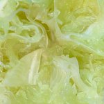 Cabbage or a Lime meme