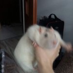 Fat Rat Grab