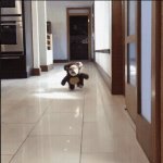 Running pug