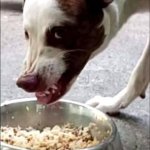 Dog pissed trying to eat food
