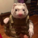 War ferret