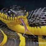 black yellow snake