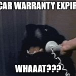 Car Warranty Expired? | MY CAR WARRANTY EXPIRED? WHAAAT??? | image tagged in dog meme | made w/ Imgflip meme maker