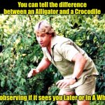 See ya later alligator.  In a while crocodile. | You can tell the difference between an Alligator and a Crocodile; By observing if it sees you Later or In A While | image tagged in crocodile hunter steve irwin | made w/ Imgflip meme maker