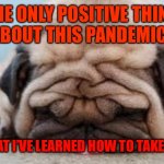 Funny animals | THE ONLY POSITIVE THING     ABOUT THIS PANDEMIC; IS THAT I’VE LEARNED HOW TO TAKE NAPS | image tagged in funny animals | made w/ Imgflip meme maker
