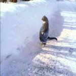 Cat in snow meme