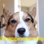 I had to block several people and take down a meme today because of all the negativity. Are you trying to make me delete my acco | (Unhappiness noise) | image tagged in upset corgi | made w/ Imgflip meme maker
