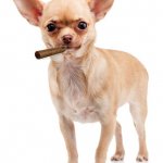 Chihuahua Cigar Dog