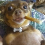 Chihuahua smoking cigar dog