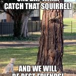 One day Imma catch that squirrel! | ONE DAY IMMA CATCH THAT SQUIRREL! AND WE WILL BE BEST FRIENDS! | image tagged in squirrel,dog,cute,memes | made w/ Imgflip meme maker