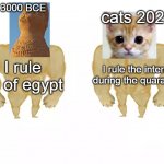 . | cats 2020; cats 3000 BCE; I rule the internet during the quarantine; I rule all of egypt | image tagged in swole doge vs swole doge | made w/ Imgflip meme maker