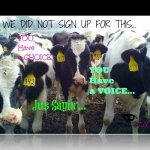 cows | image tagged in cows | made w/ Imgflip meme maker