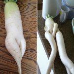 Seductive radish 12