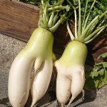 Seductive radish 15