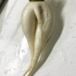 Seductive radish 19