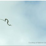 Flying snake
