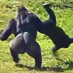Gorilla flipping gorilla meme