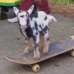 Goat Skateboarder