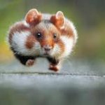 Running Hampster