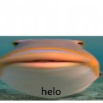henlo fish meme