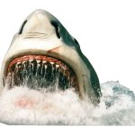 MANDA scares shark