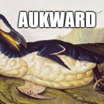 awkward | AUKWARD | image tagged in auk-ward,awkward,awkward moment,well this is awkward,that awkward moment | made w/ Imgflip meme maker