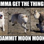 Moon Moon | IMMA GET THE THING! DAMMIT MOON MOON | image tagged in moon moon | made w/ Imgflip meme maker