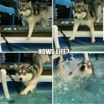 The four stages of a husky mistake | HOWS LIFE? | image tagged in the four stages of a husky mistake | made w/ Imgflip meme maker