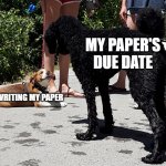 Dog meme | MY PAPER'S DUE DATE; NOT WRITING MY PAPER | image tagged in dog meme | made w/ Imgflip meme maker