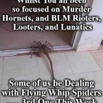 spider | Whilst You all been so focused on Murder Hornets, and BLM Rioters,
 Looters, and Lunatics; Some of us be Dealing with Flying Whip Spiders ...... 3rd One This Week | image tagged in spider | made w/ Imgflip meme maker