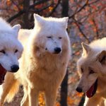 Three Wolves