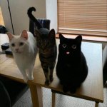 3 cats on table derpy template meme