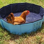 Chicken in a pool