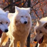 White Wolves Laughing