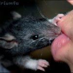 Rat Kisses